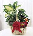 The FTD Holiday Hospitality Planter