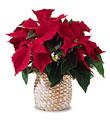 The FTD Red Poinsettia Basket (Small)