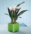 The FTD Irresistible Orchid Planter