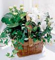 The FTD White Assortment Basket