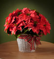 The FTD Happiest Holidays Poinsettia