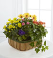 The FTD Gentle Blossoms Basket