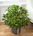 The FTD Schefflera Arboricola