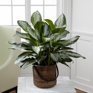 The FTD Chinese Evergreen