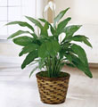 The FTD Spathiphyllum
