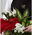The FTD Florist Designed Plants in a Basket