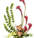 The FTD Touch of Tropics Arrangement