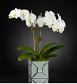 The FTD Elegant Impressions Luxury Orchid